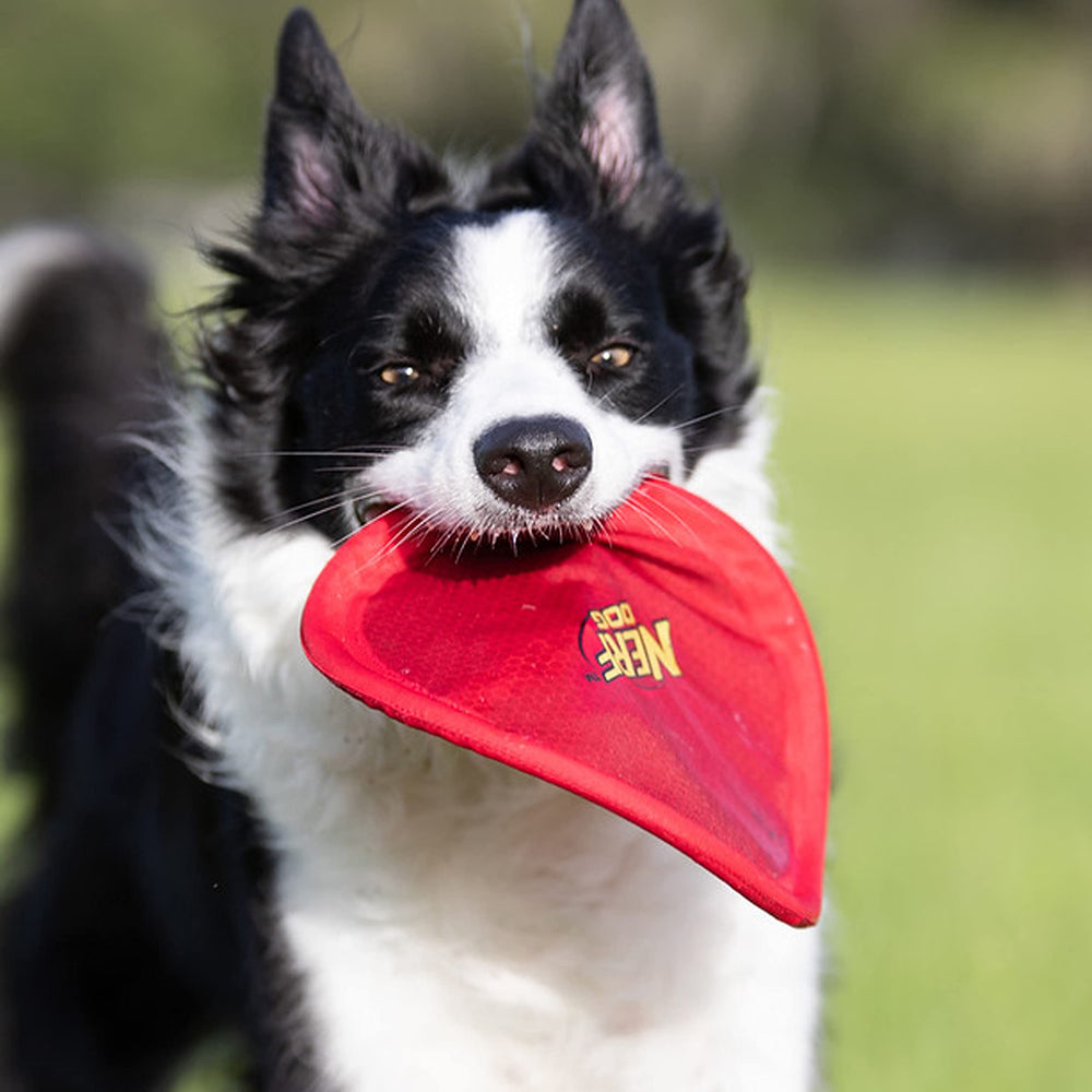Nerf Dog Nylon Flyer, disco flotante, perfecto para playa o piscina.