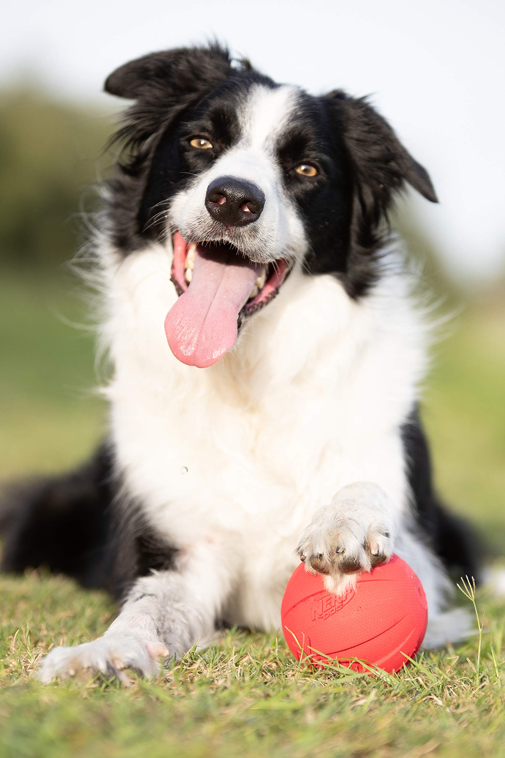 Pelota Nerf Dog ideal para juegos de buscar en parque o jardín.