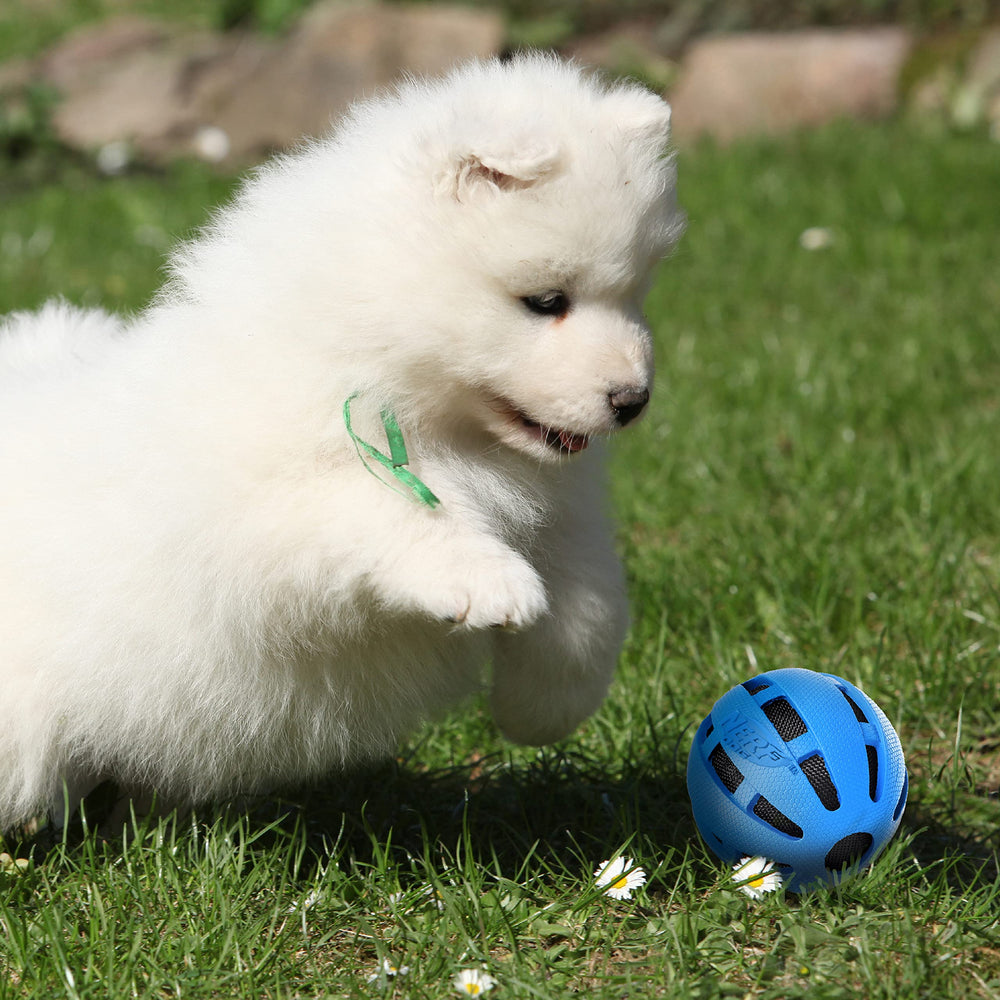 Nerf Dog: perro jugando con la bola azul para ejercicio y entretenimiento.