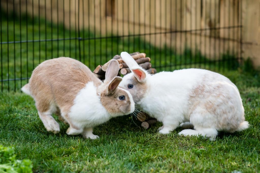 New Country Organics pellets sin maíz ni soja para conejo