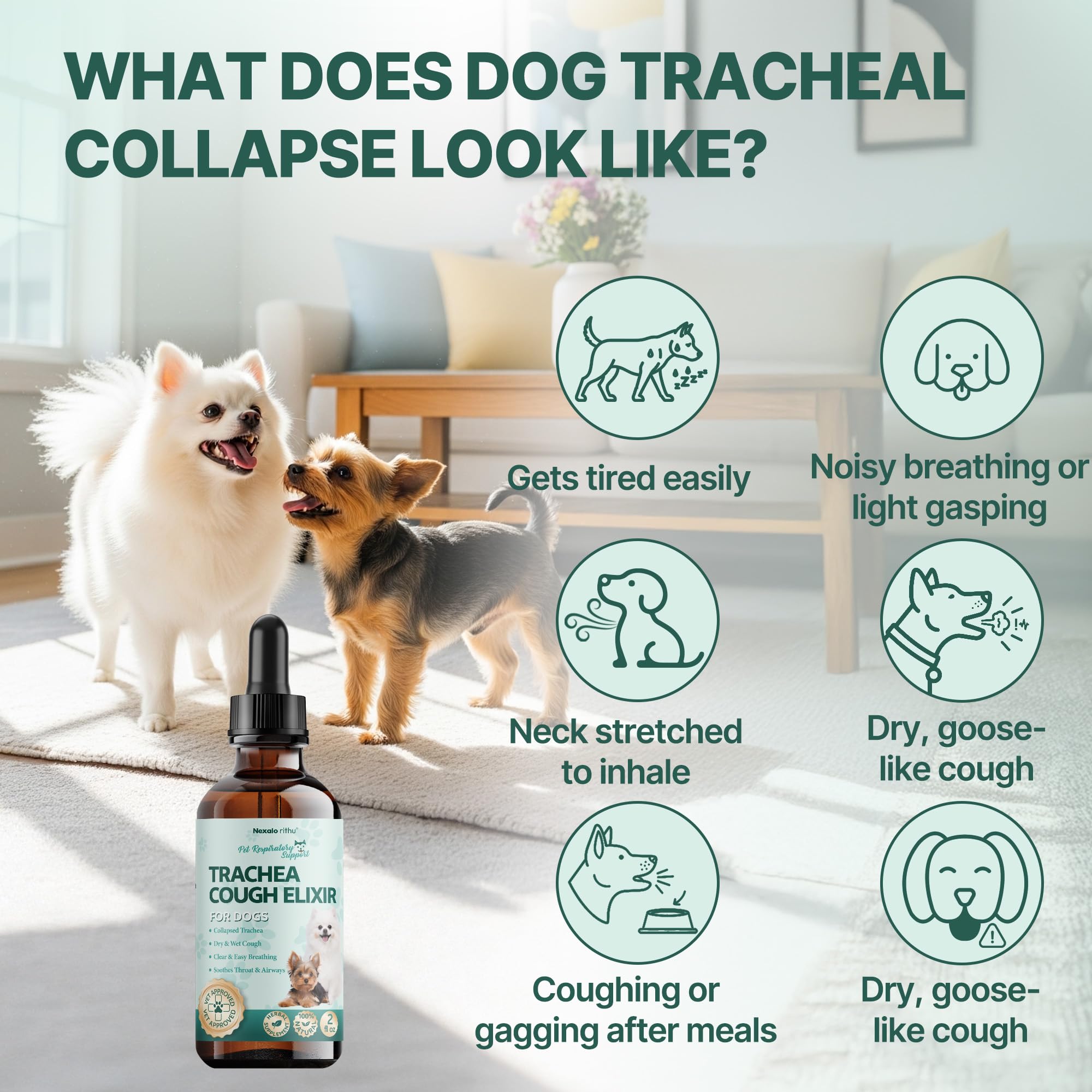 Cuidado de tráquea en perros con Nexalo Rithu, mezcla herbal.