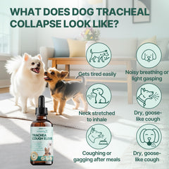Cuidado de tráquea en perros con Nexalo Rithu, mezcla herbal.