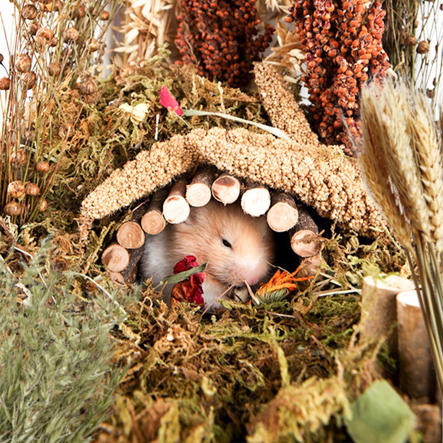 Nicerinc Pet decoración natural de granos: colores vivos para la jaula