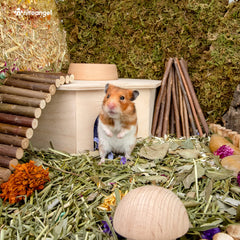 Niteangel cabaña de diseño artístico para jaula de mascotas