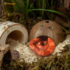 Niteangel refugio de coco natural para reptiles, superficie suave y atractiva.