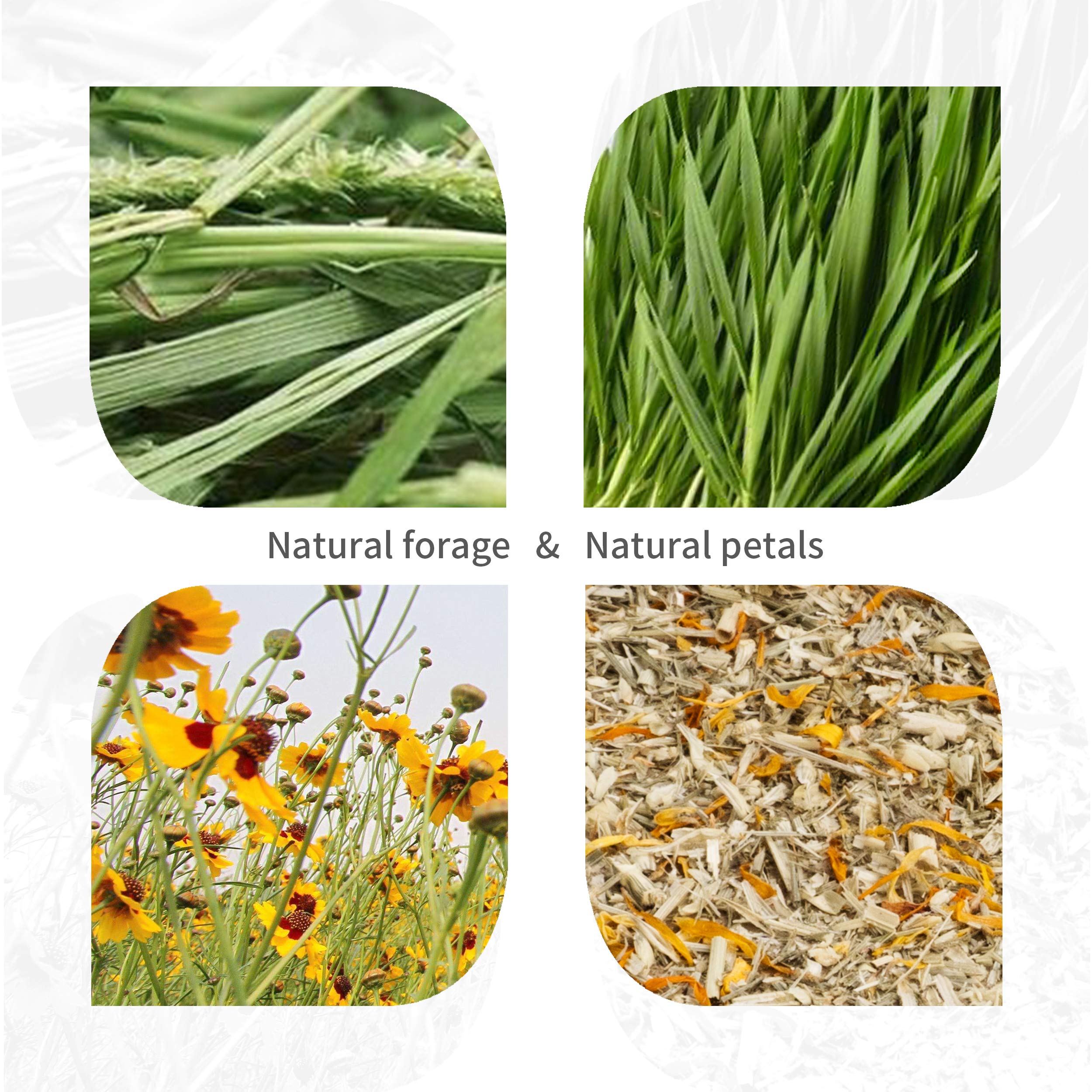 Niteangel tubos de celulosa naturales con caléndula aromática para masticar