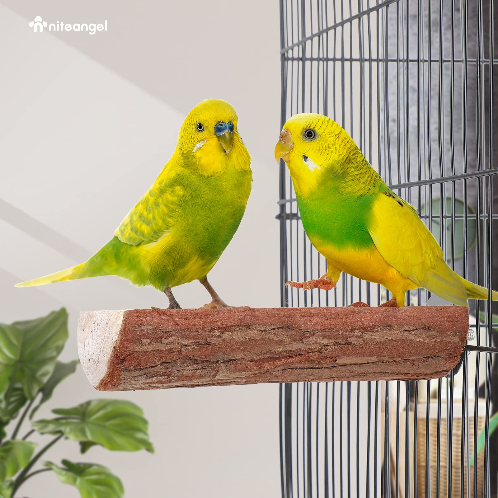 Uso diario Niteangel en jaula para loro, entretenimiento continuo.