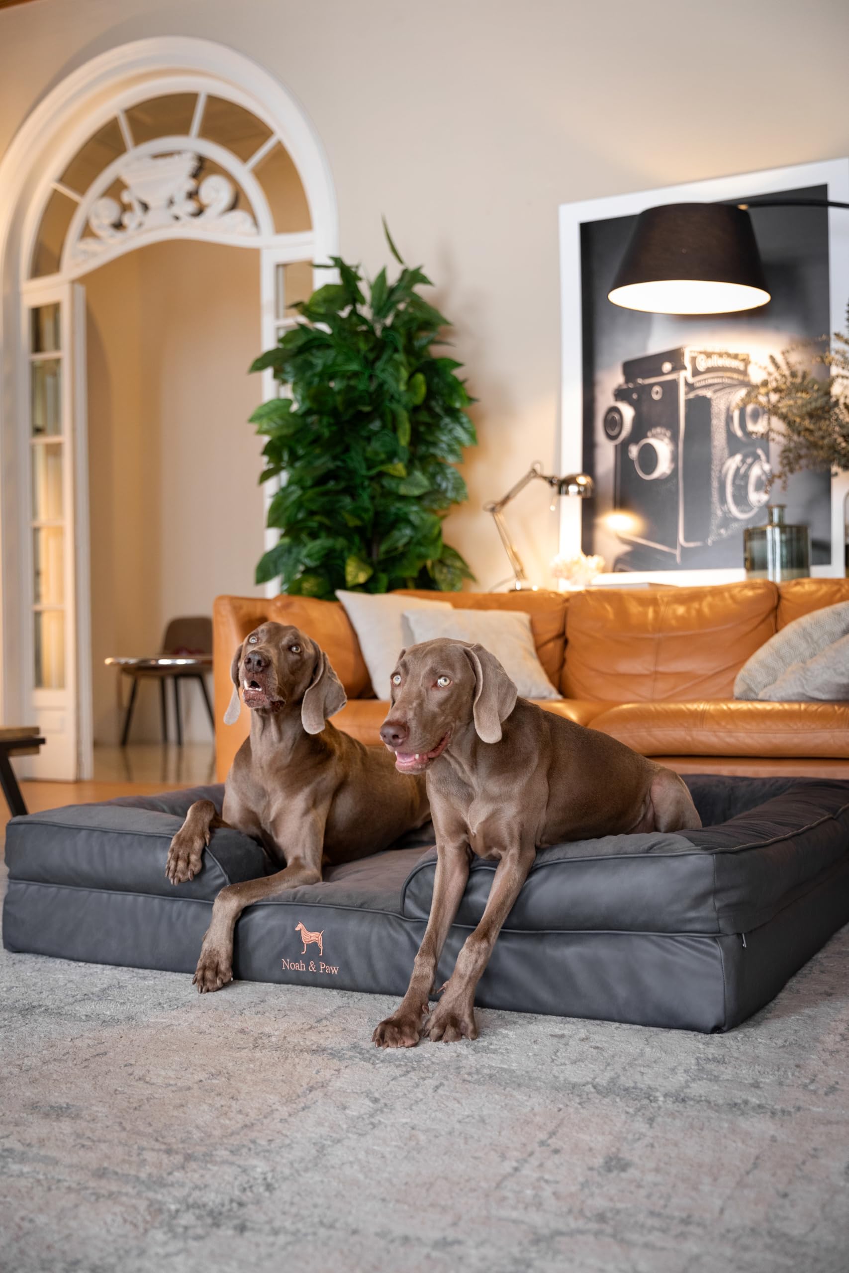 NOAH & PAW cama gigante XXL con refuerzos de 5 pulgadas para mayor contención