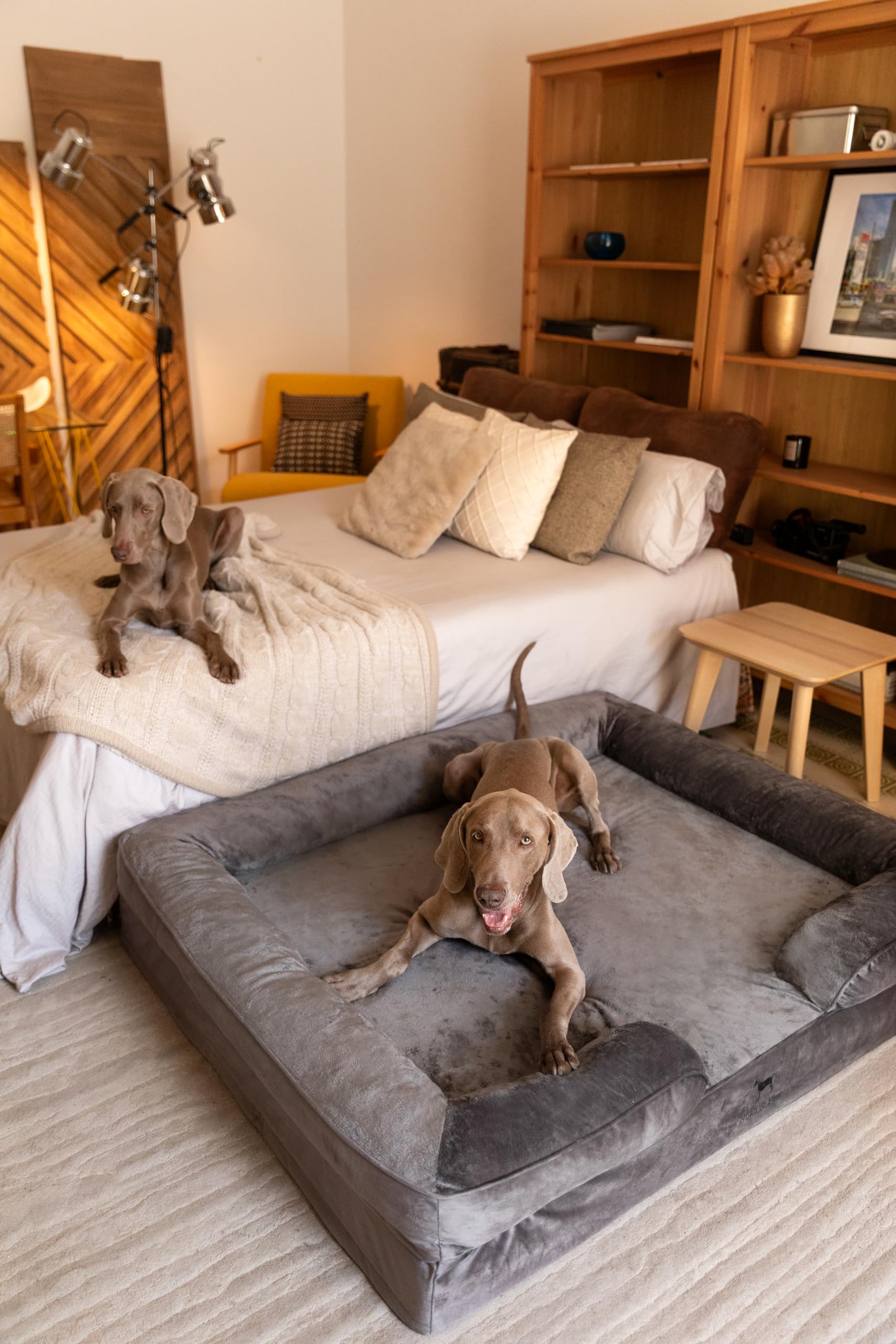 Dimensiones XXL 55x45x11 NOAH & PAW para perros grandes
