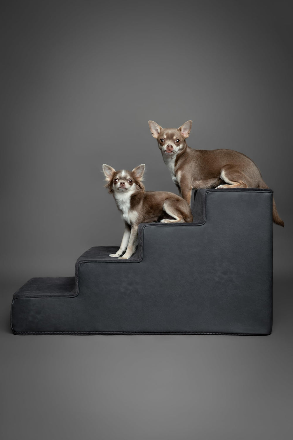 Noah & Paw ancho 16–17 pulgadas para perros de todos los tamaños.