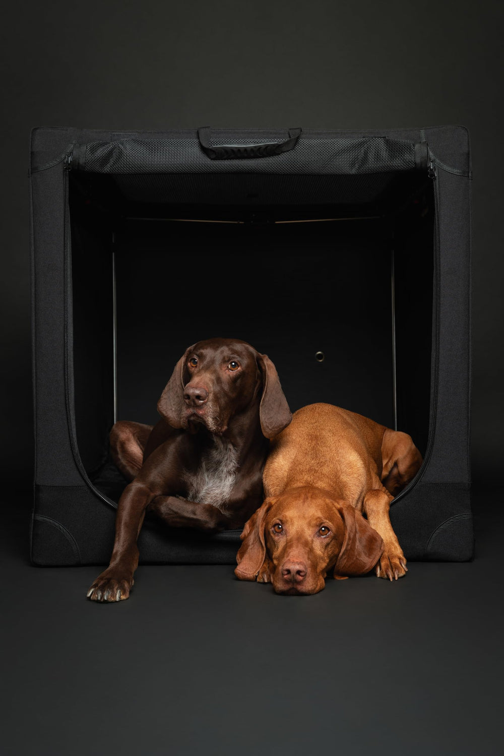 Funda Oxford 900D de Noah & Paw para jaula resistente durante viajes