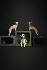 Funda resistente 900D de Noah & Paw para uso en viaje.