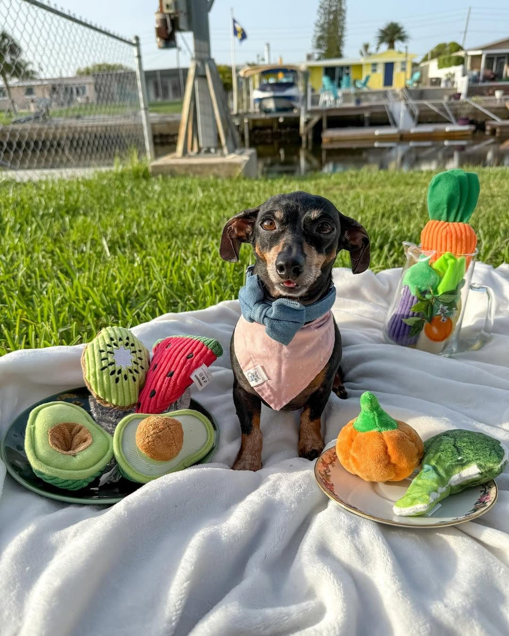 Juguetes Nocciola en varias tallas, aptos para cachorros y perros pequeños.
