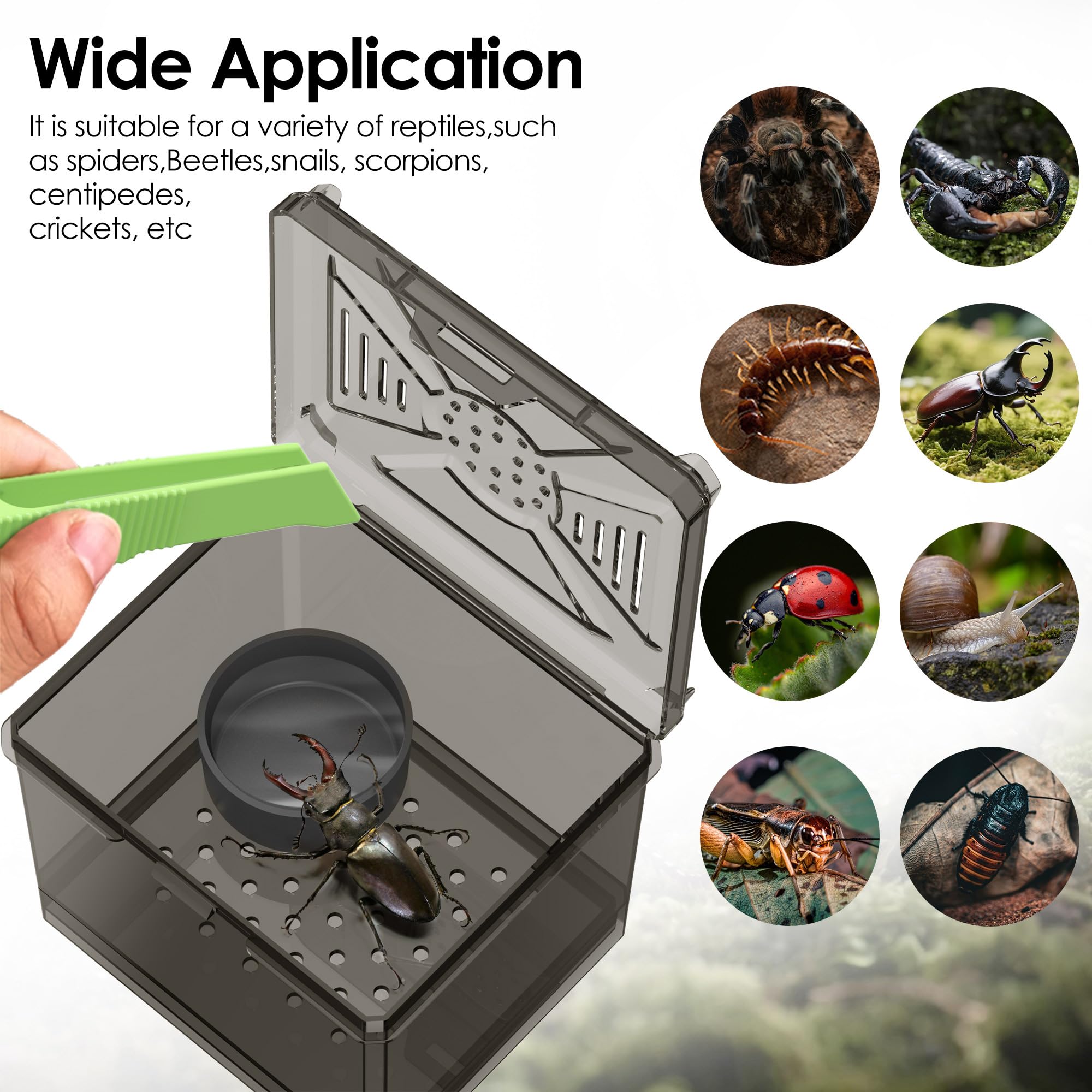 NOMOY Kit de Hábitat para Insectos Pequeños, tapa ajustada evita escapes con seguridad