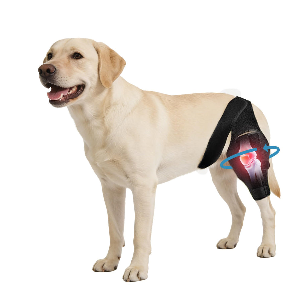 Noorace brace rodilla-perro ajuste: imagen de ajuste cómodo para uso diario y movilidad estable