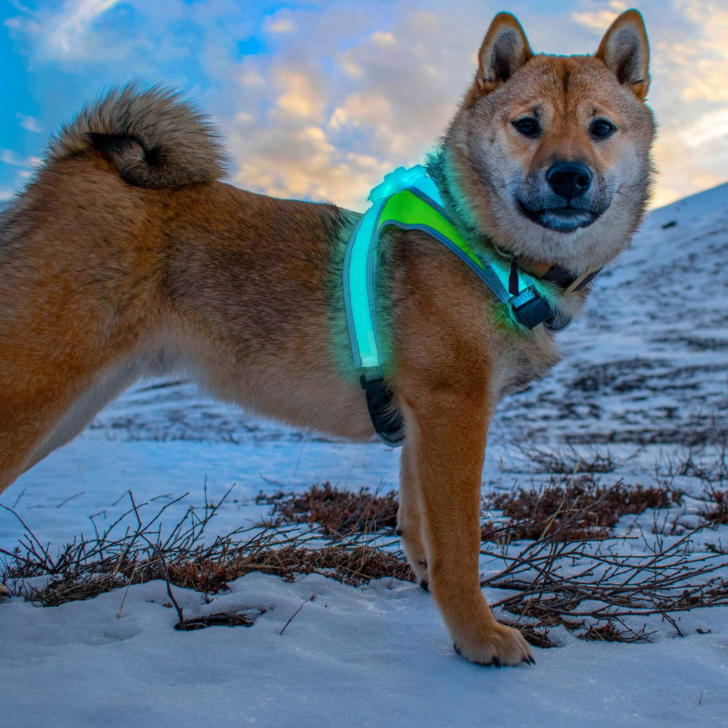LightHound ofrece ajuste personalizado en cuello y pecho para comodidad.
