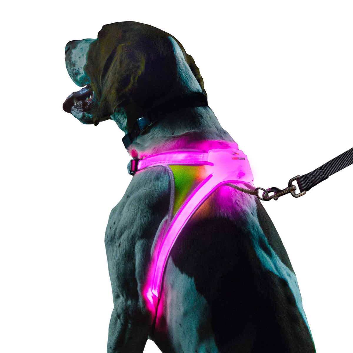 Noxgear LightHound ilumina con diodos LED multicolor para paseos nocturnos más visibles.
