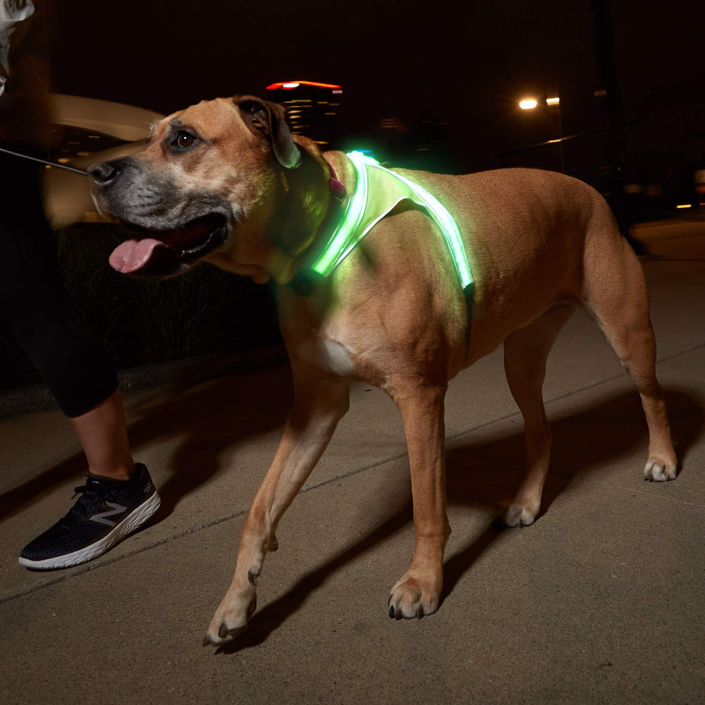Noxgear LightHound: iluminación multicolor y modos parpadeantes para variedad de estilos.