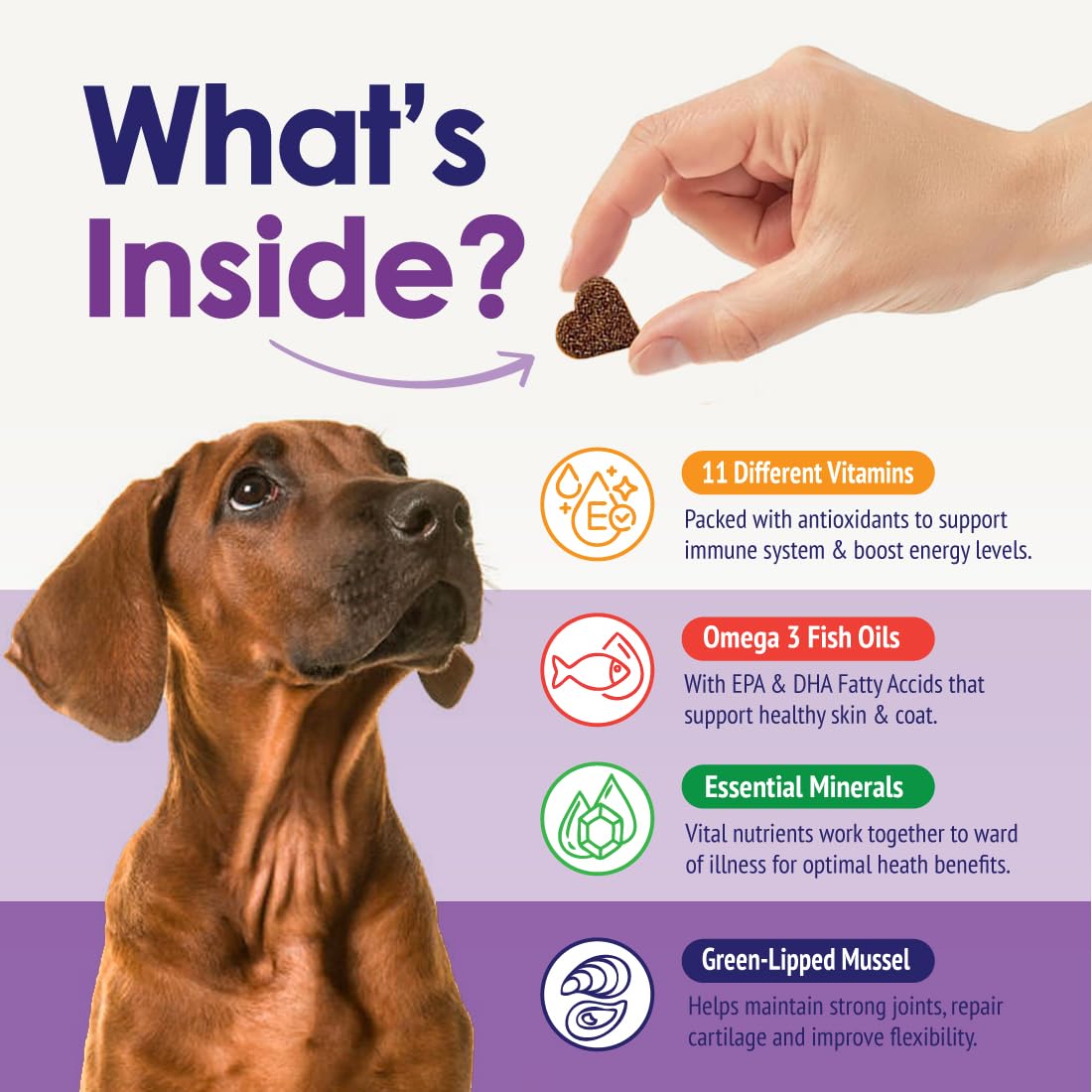 NuLife omega-3: apoyo para piel y pelaje saludables del perro.