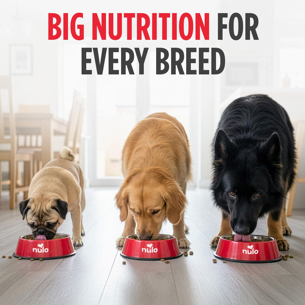 Nulo Freestyle: textura agradable para perros activos y curiosos