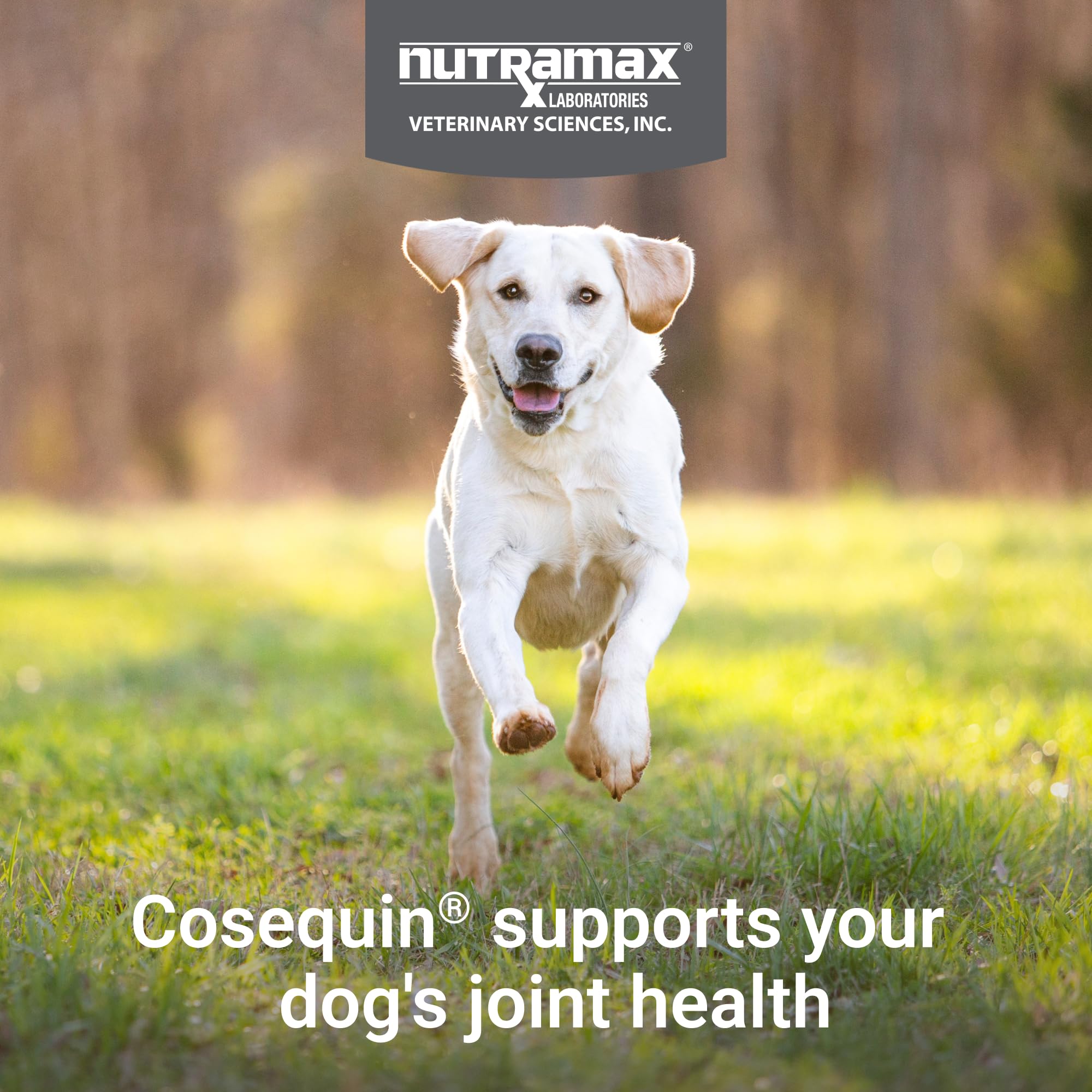 Nutramax Cosequin: perro en ejercicio mostrando movilidad