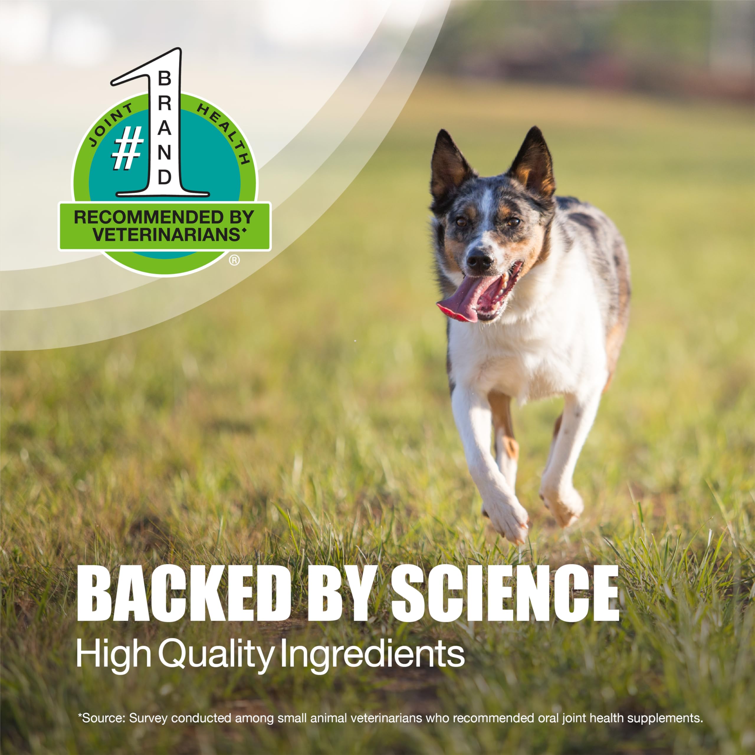 Nutramax Dasuquin antioxidantes EGCG y Boswellia para inflamación saludable