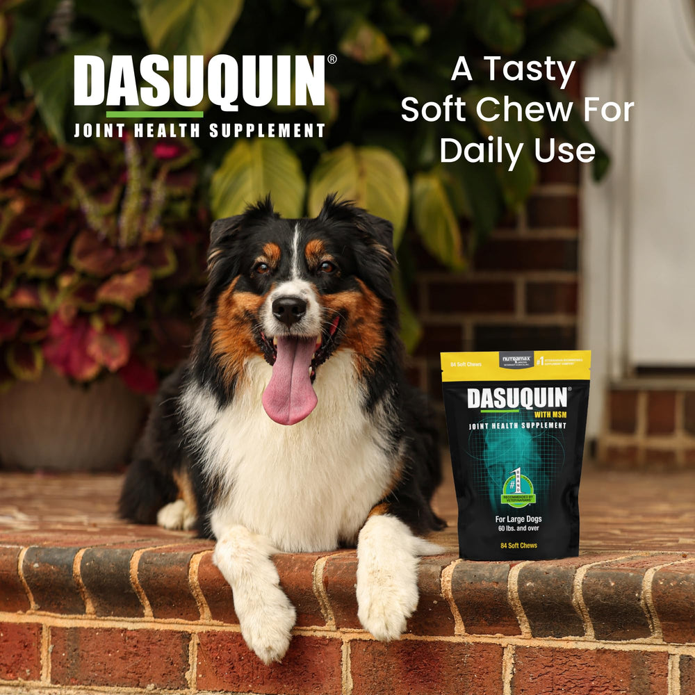 Dasuquin ASU: sinergia entre ASU y glucosamina para perros grandes.