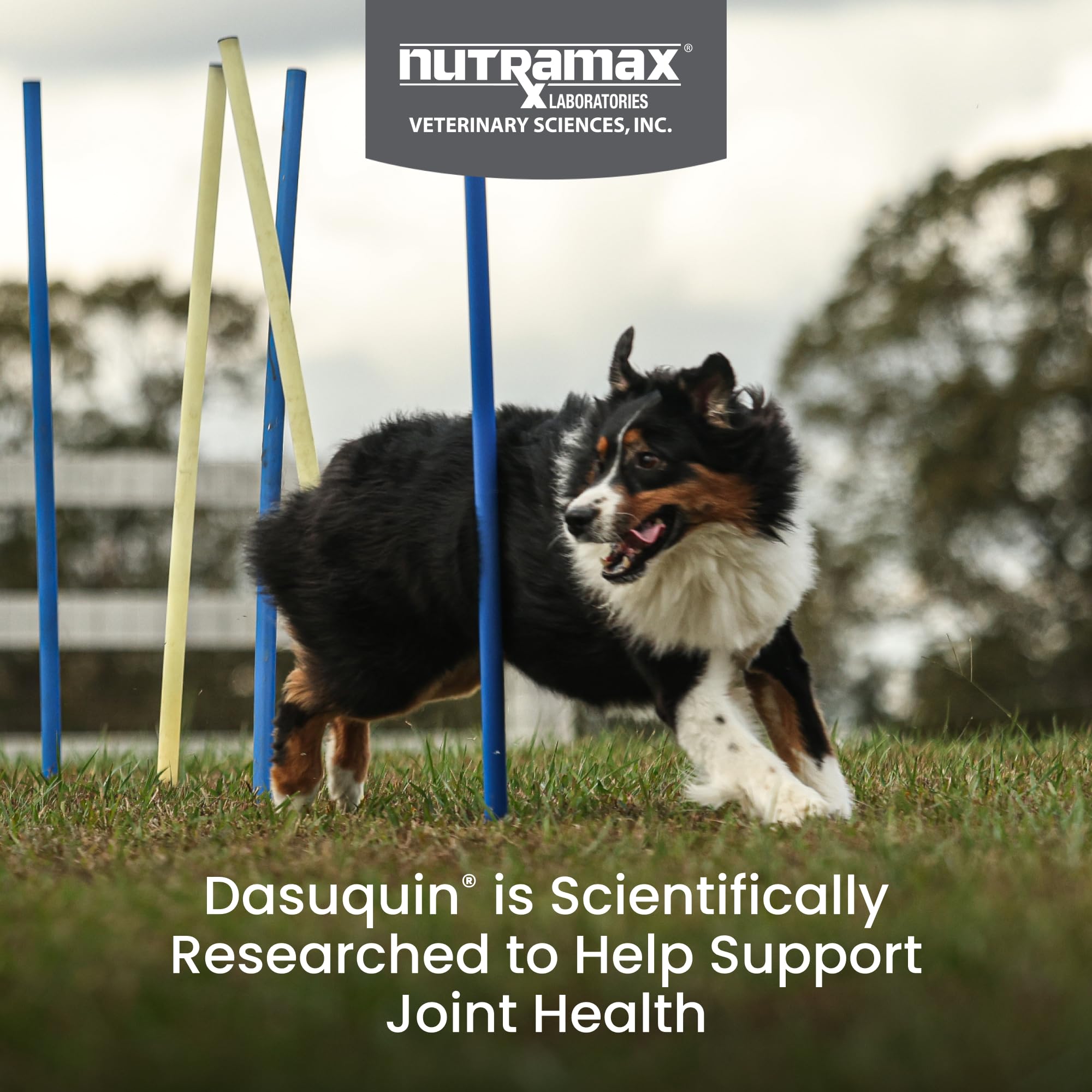 Dasuquin: composición con glucosamina y condroitina para articulaciones