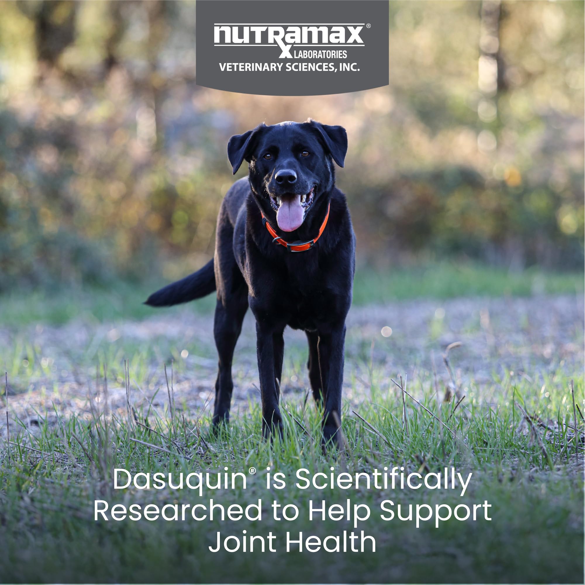 Etiqueta de Nutramax Dasuquin con información de beneficios y uso.