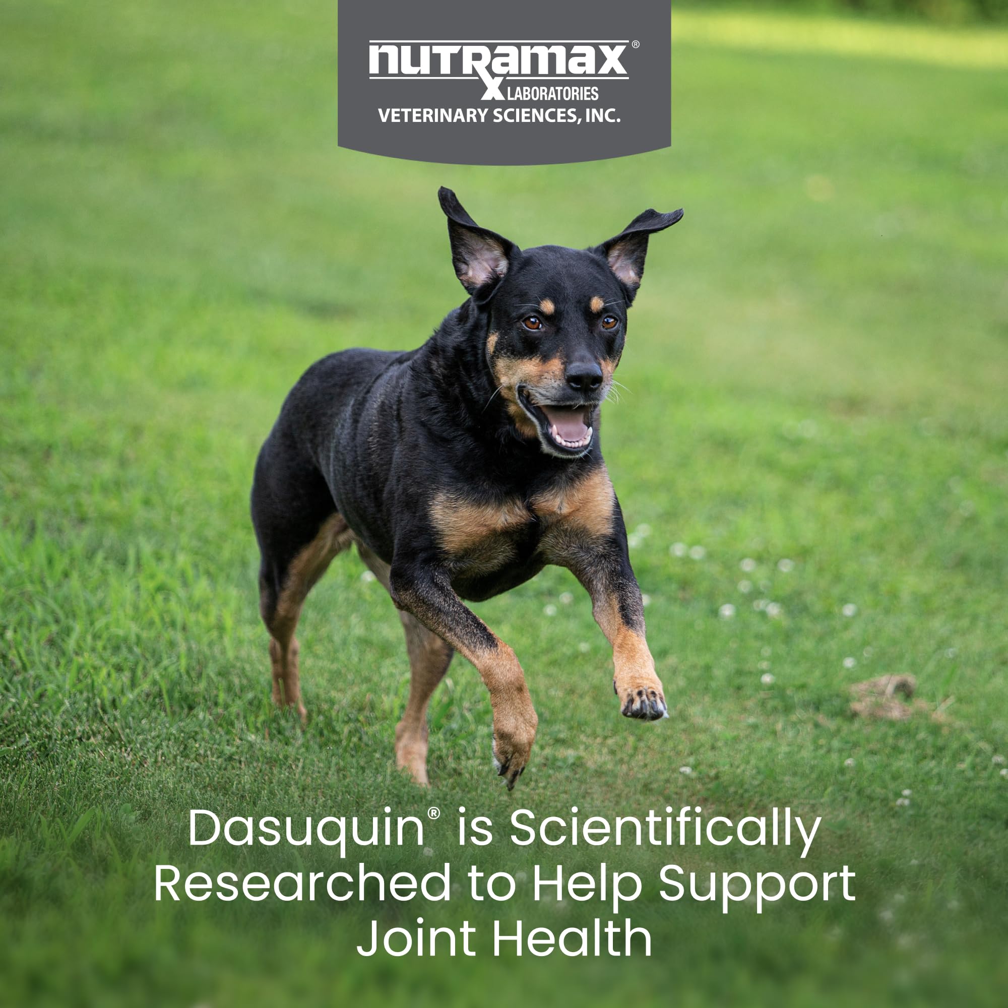 Nutramax Dasuquin glucosamina y ASU en tableta para uso diario