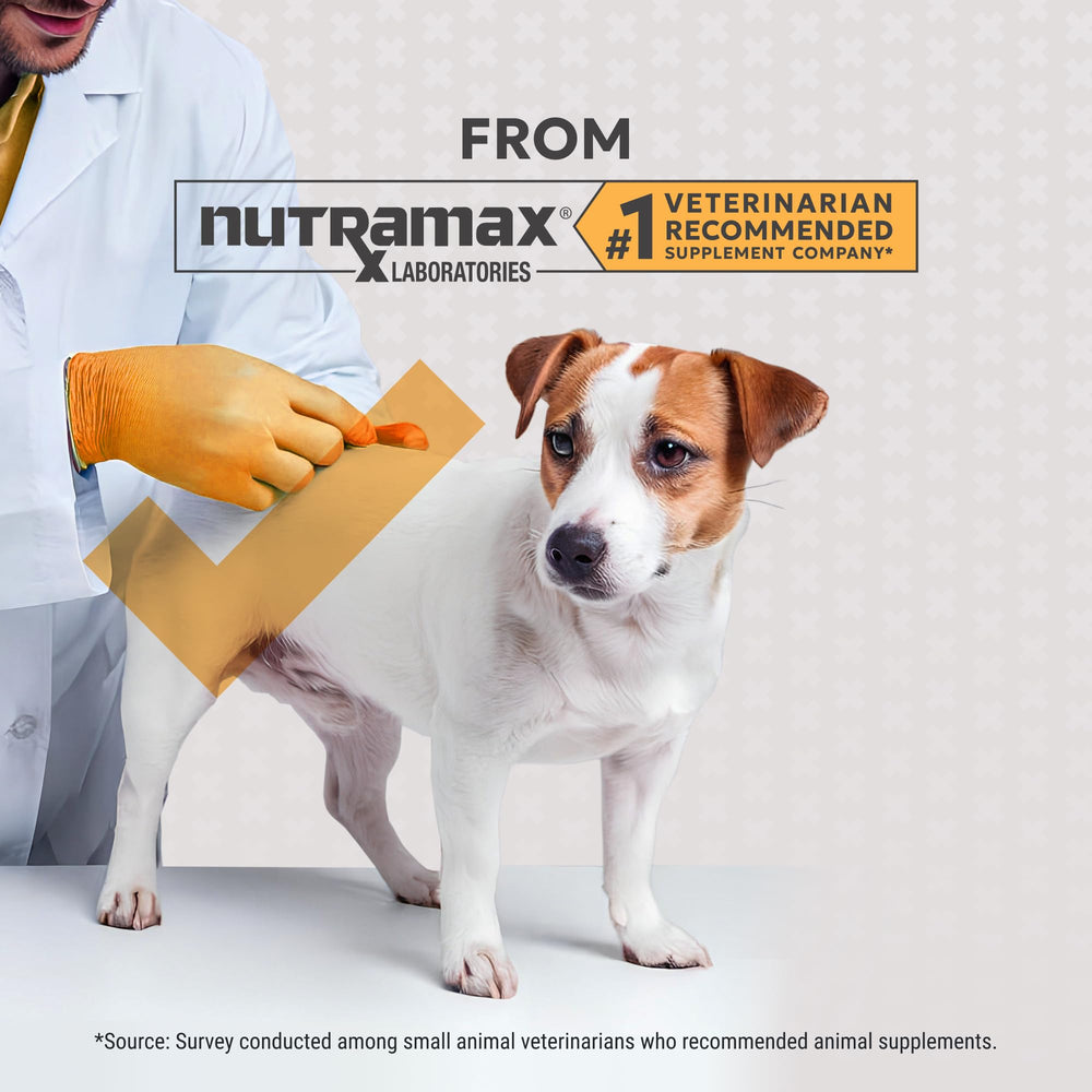 Filaquin Nutramax con prebióticos y postbióticos para digestión saludable.