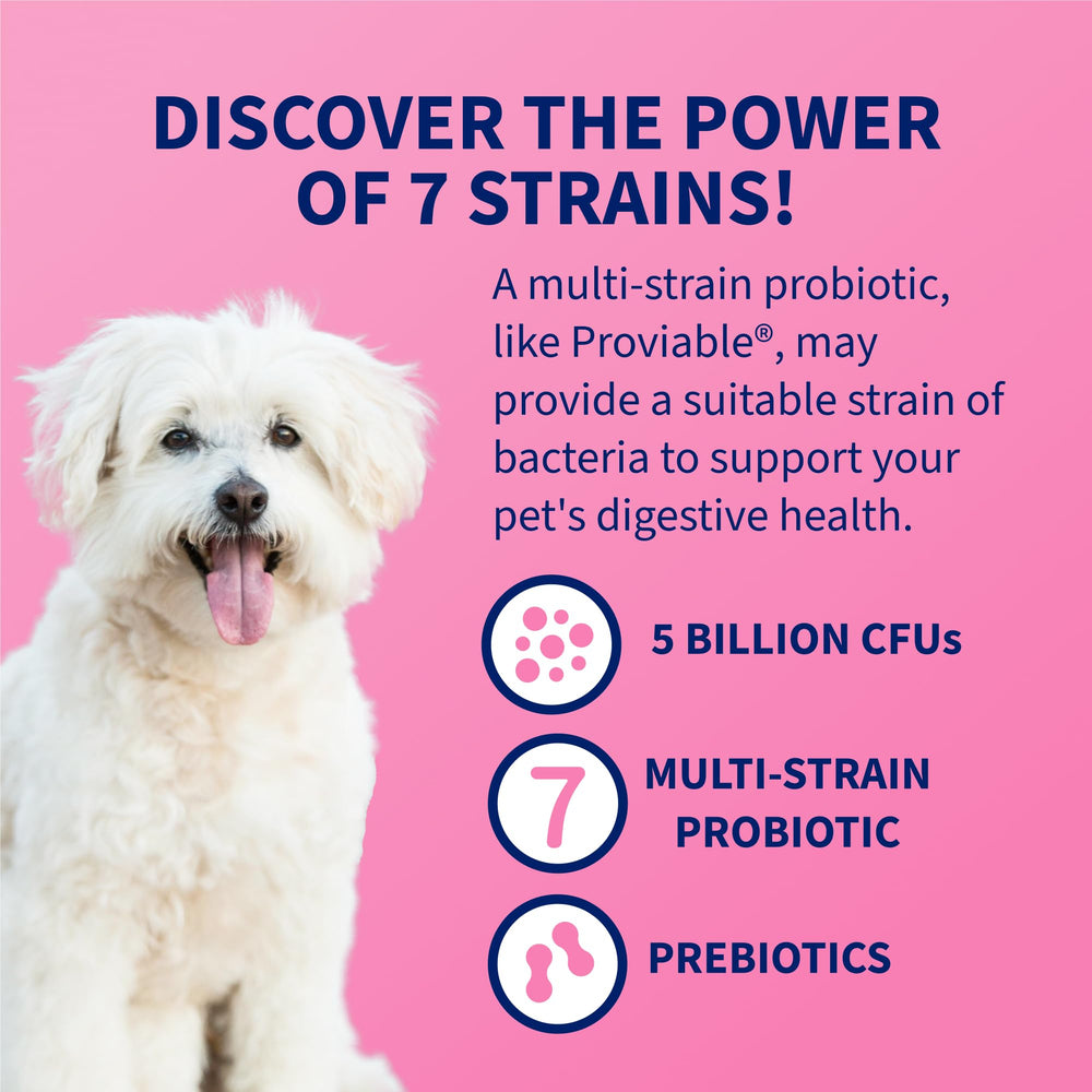 Nutramax Proviable: frasco con probióticos multi-especie para el intestino