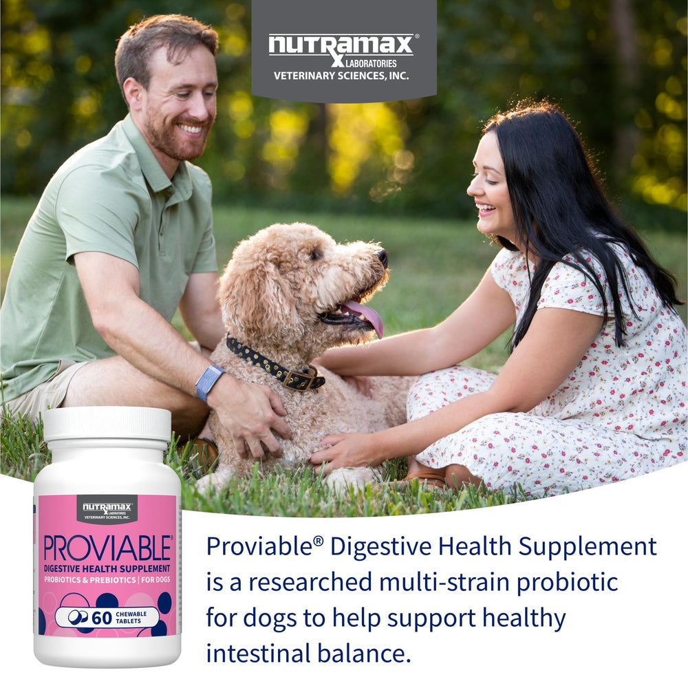 Nutramax Proviable: perro masticando tableta, apoyo digestivo diario.