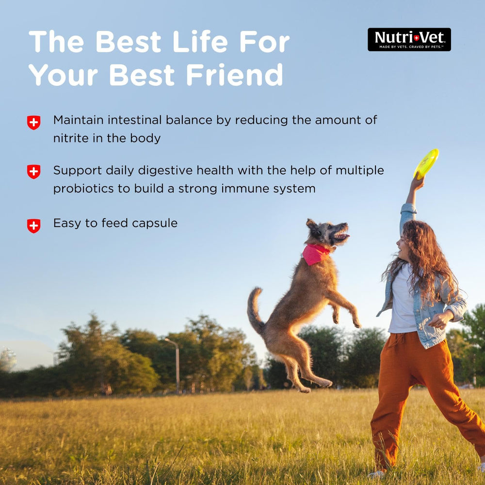 Nutri-Vet Probiotics: sistema digestivo equilibrado para perros.