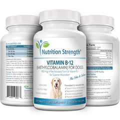 Nutrition Strength B12 para perros: energía celular sostenida durante el día