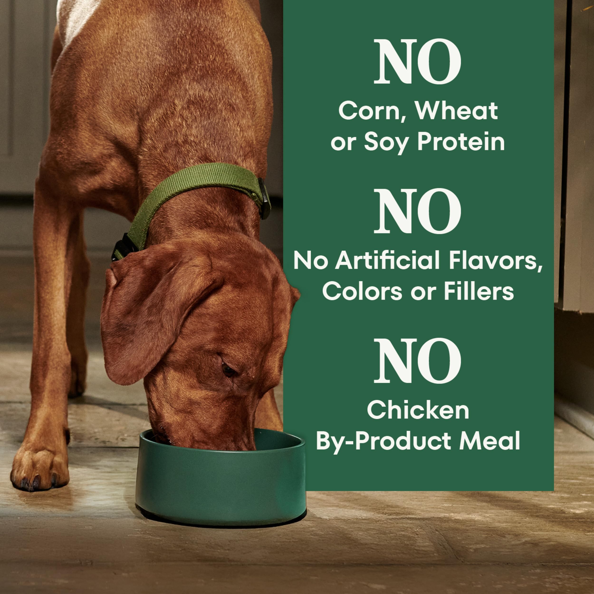 Nutro Natural Choice digestión saludable para perros adultos.