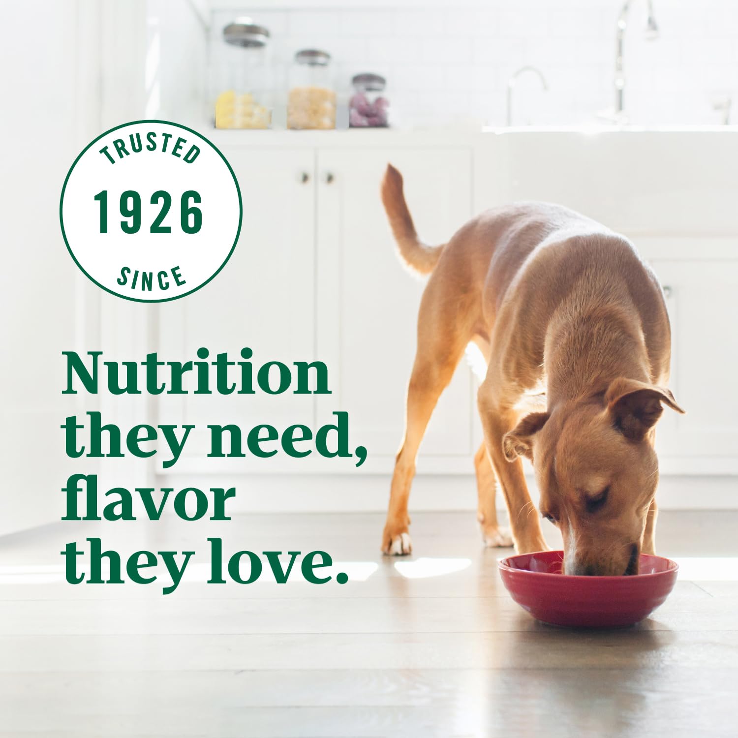 Nutro Ultra ofrece experiencia de comida diaria atractiva para tu perro.