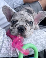 Nylabone Pacificador para cachorros con texturas variadas para masticar