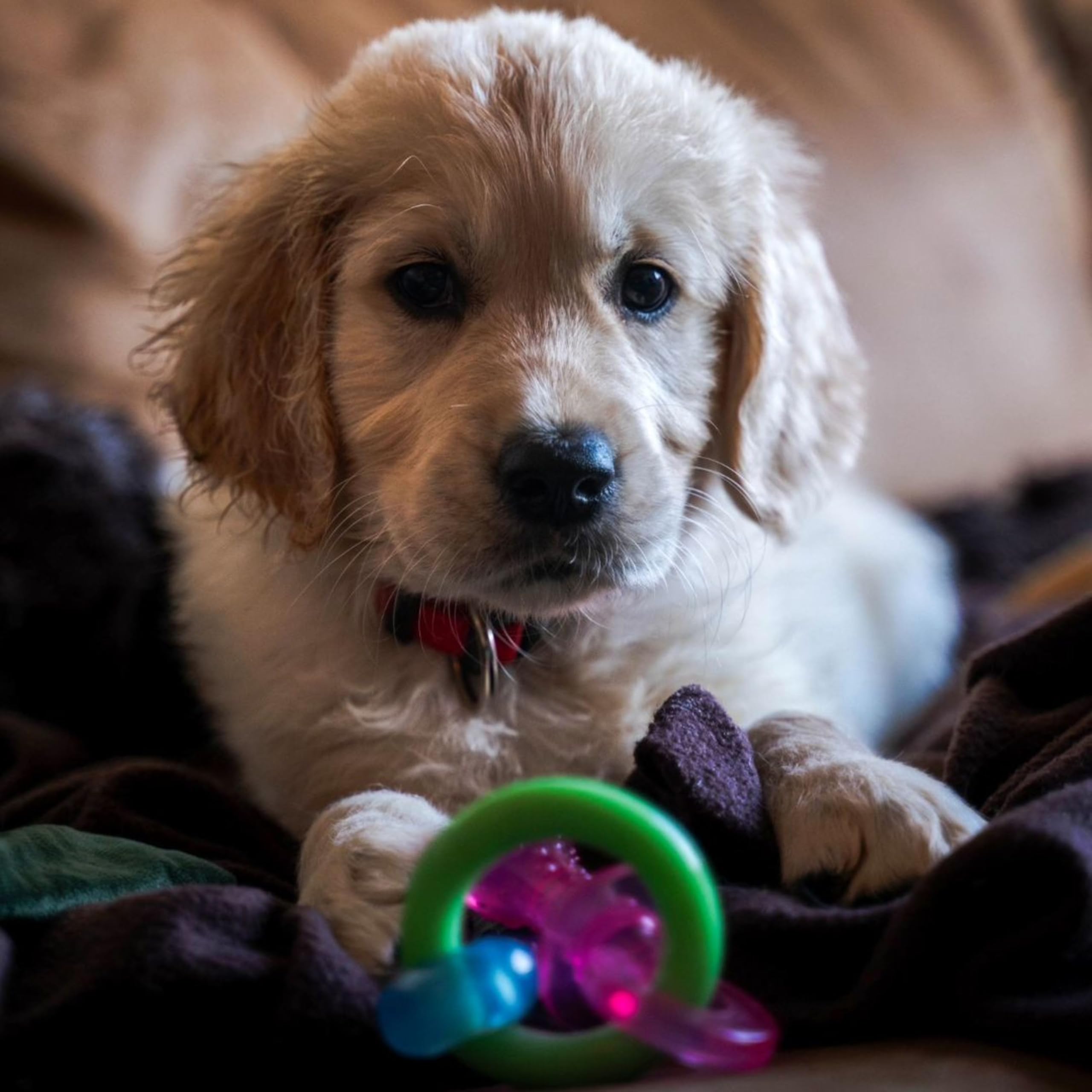 Nylabone Pacificador tamaño pequeño para cachorros