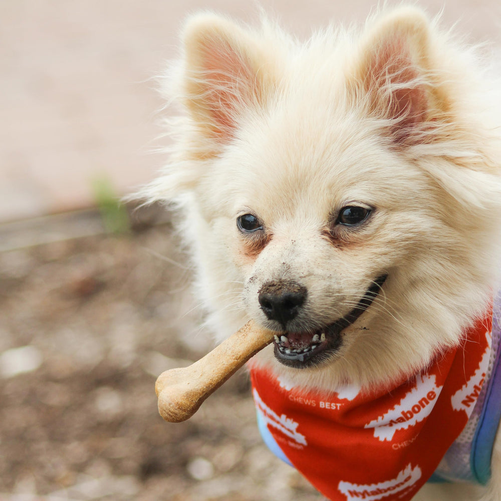 Nylabone comestibles duraderos para masticar, ideal para perros pequeños