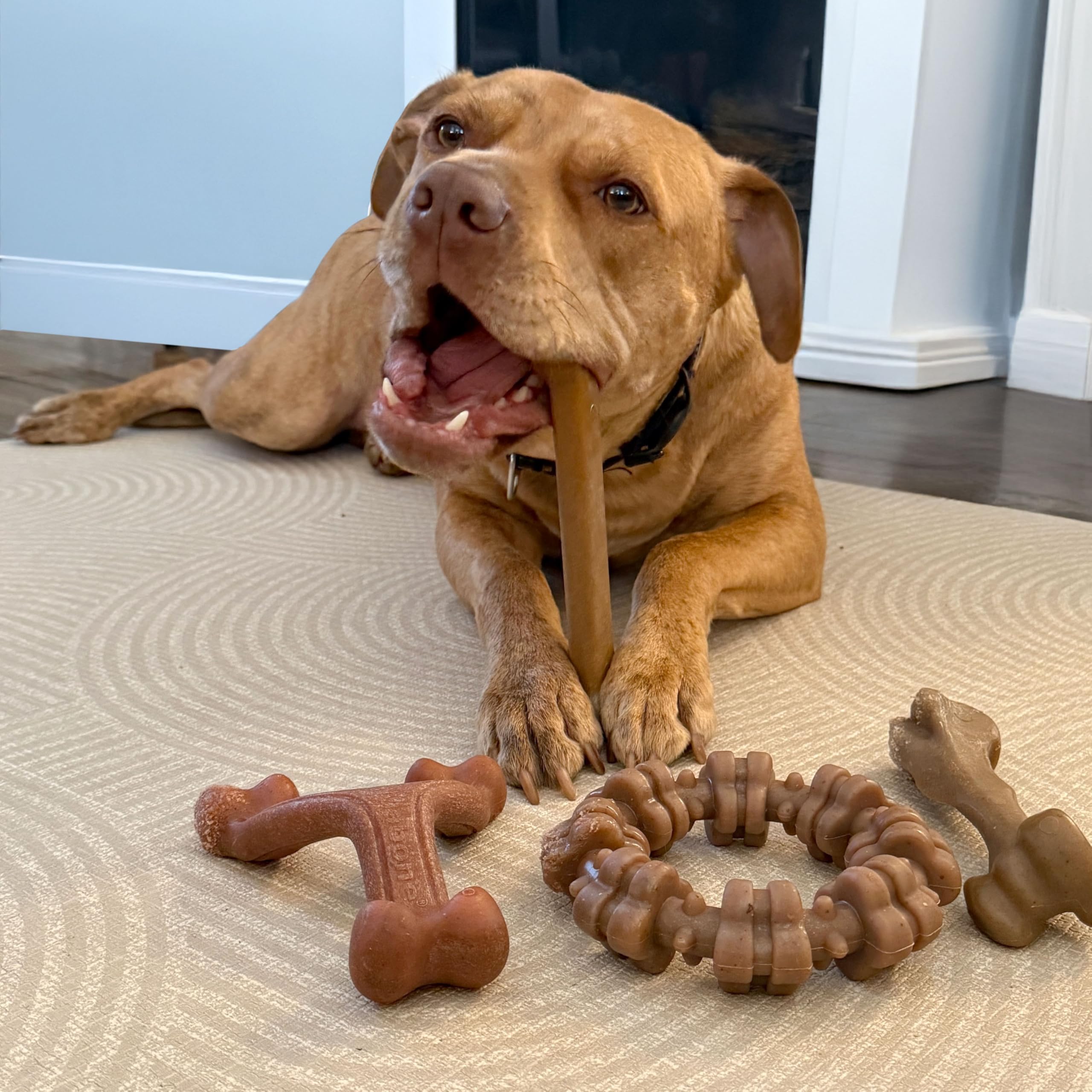 Conjunto de 4 formas de masticación real para perros grandes.
