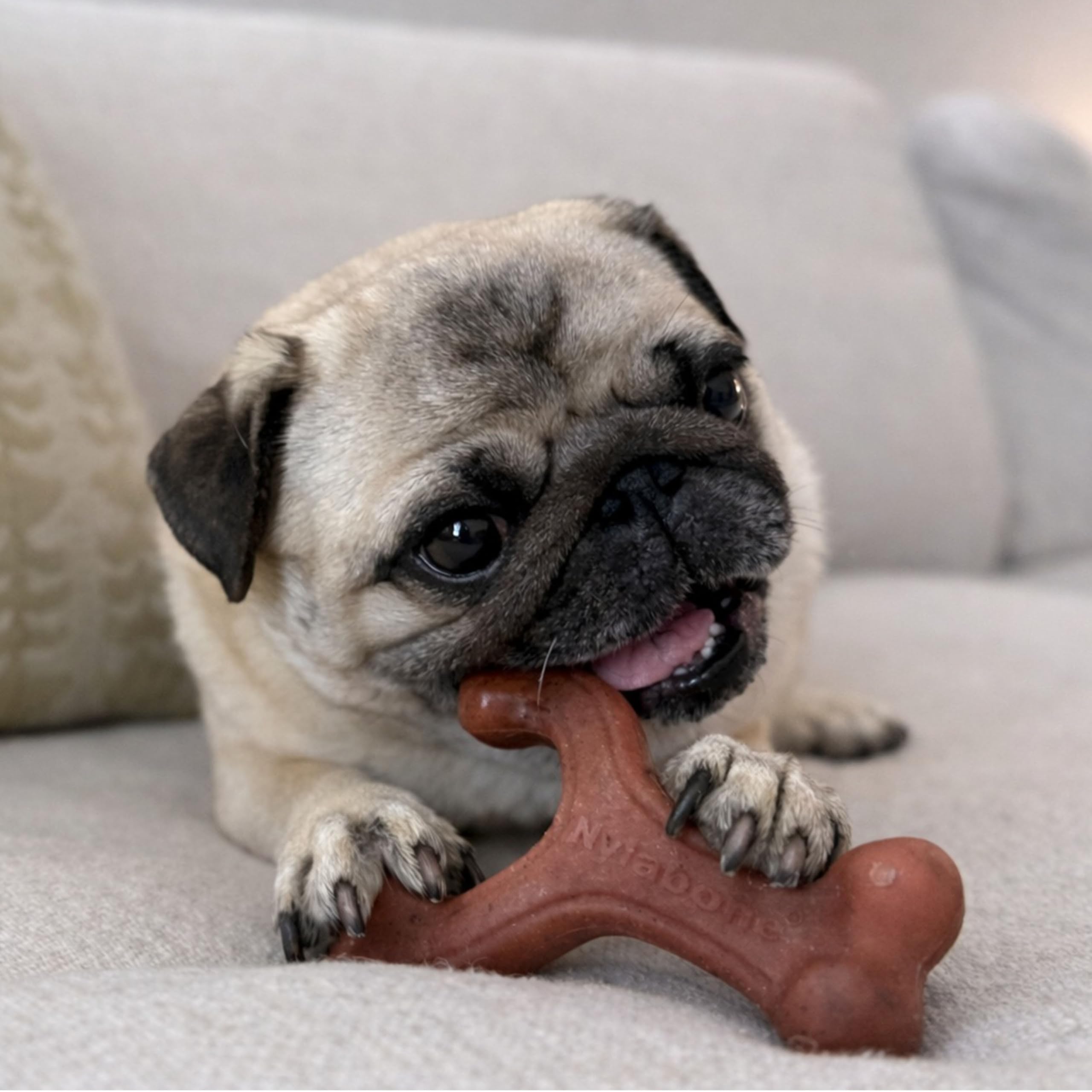 Nylabone dental health chew helps clean teeth while enjoying bacon flavor.
