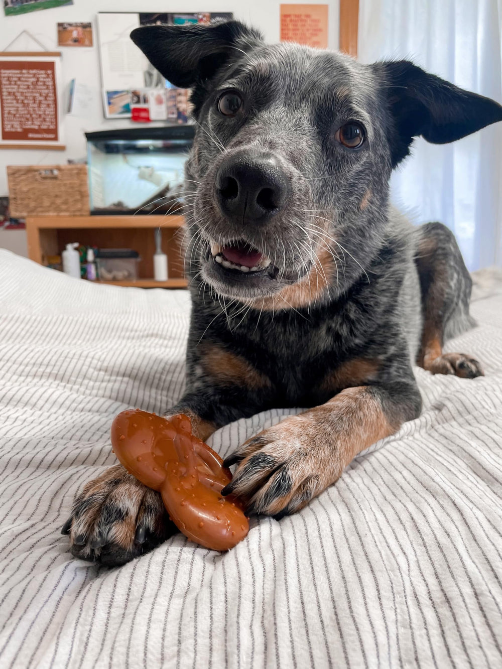 Nylabone Pretzel Power Chew: diseño duradero para masticadores entusiastas