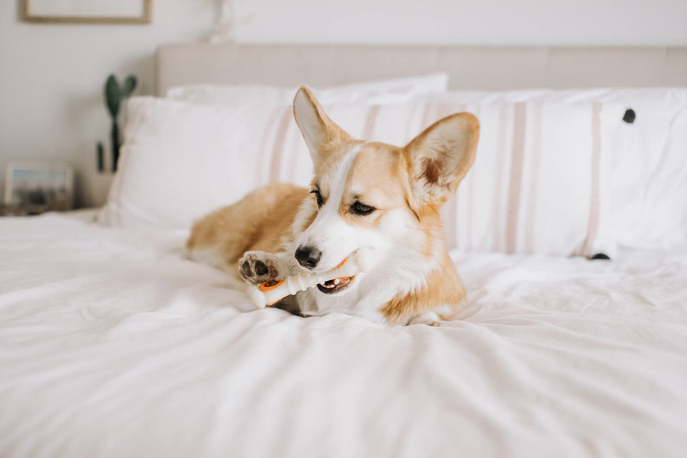 Nylabone Para juguetes dispensadores, carga rápida