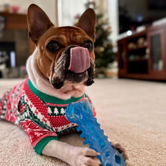 Nylabone Flexi Chill congelado con premios para masticación prolongada.