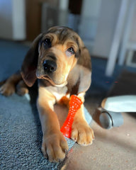Nylabone Freezer Knuckle Bone, cambio de color naranja al estar congelado para indicar frío.