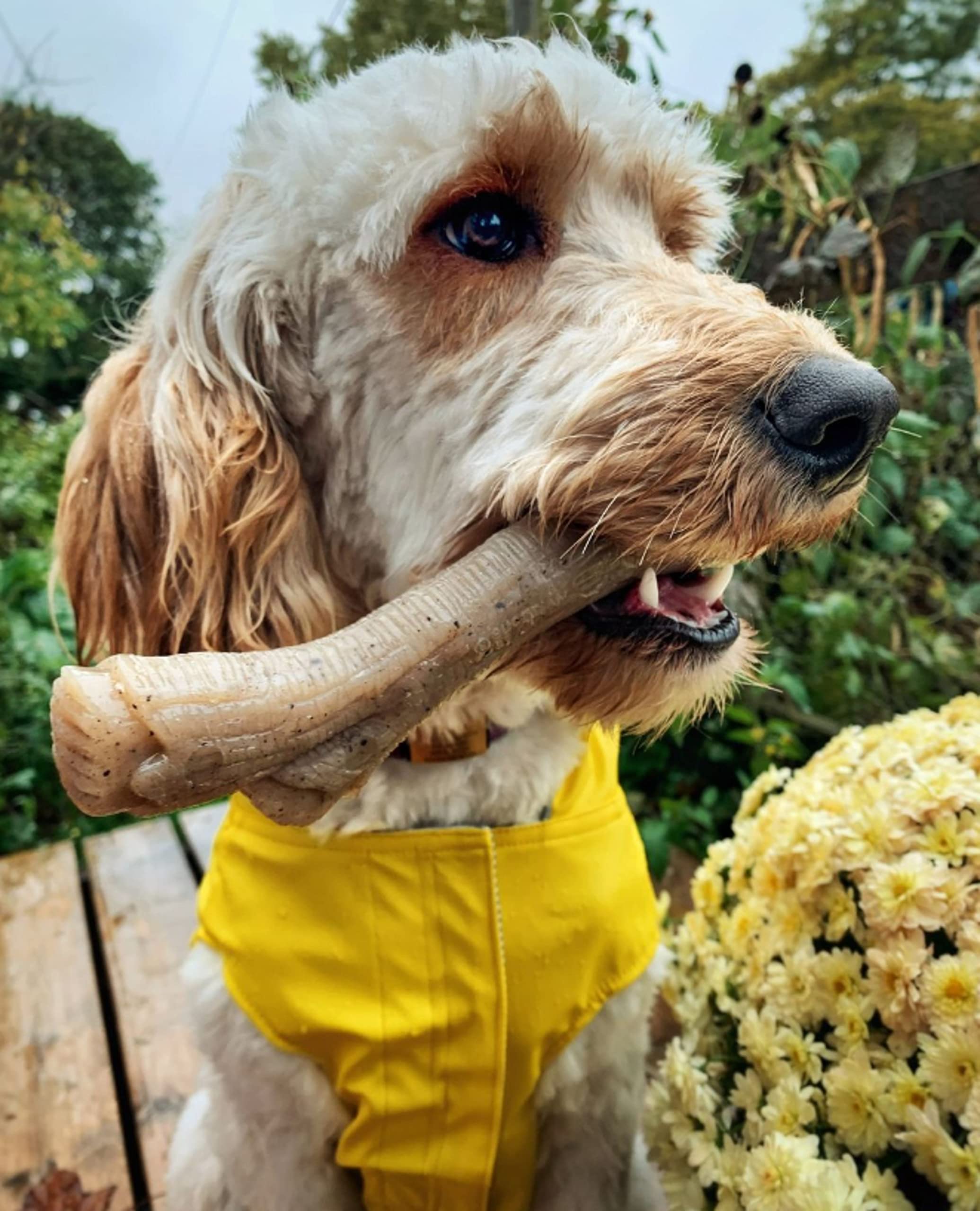 Nylabone Gourmet Style: comparación segura frente a palitos reales.