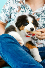 Nylabone Gourmet Style Stick sabor pollo, textura que favorece la limpieza dental.