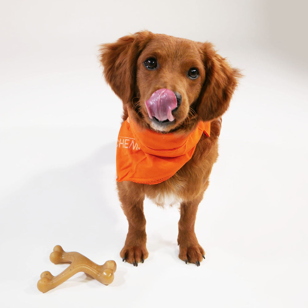 Nylabone Gourmet Style Wishbone duradero para mordedores fuertes y exigentes