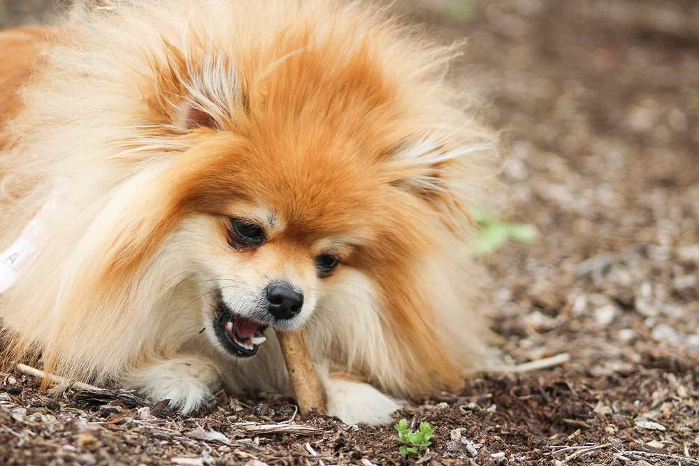 Nylabone Healthy Edibles: masticables de larga duración para mantener ocupado al perro.